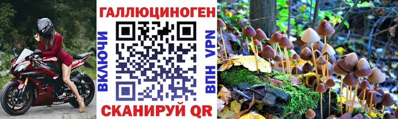 Псилоцибиновые грибы Psilocybe  Купить  Павловская 
